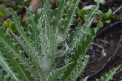 Cirsium hookerianum