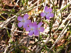 Drosera indumenta