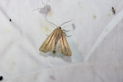 Many-lined Wainscot photo 2