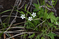Moehringia lateriflora