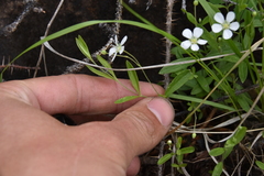 Moehringia lateriflora