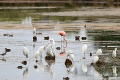 Phoenicopterus ruber