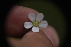 Moehringia lateriflora