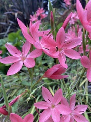 Hesperantha