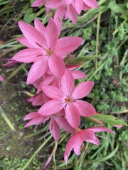 Hesperantha