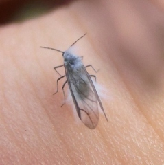 Prociphilus fraxinifolii