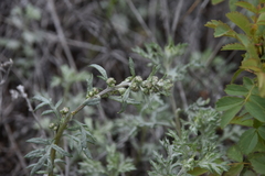 Artemisia michauxiana