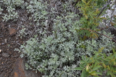 Artemisia michauxiana