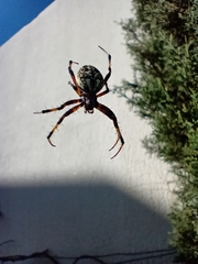 Neoscona oaxacensis