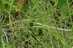 Galium pilosum