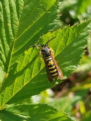 Pennisetia marginatum