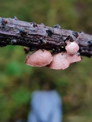 Deconica horizontalis