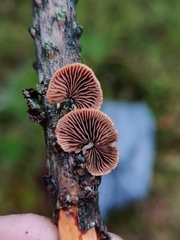 Deconica horizontalis