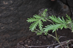 Potentilla pensylvanica