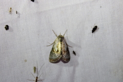 Chrysanympha formosa