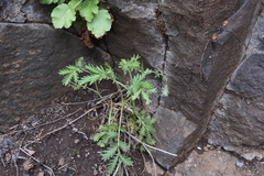 Potentilla pensylvanica