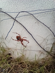 Neoscona oaxacensis
