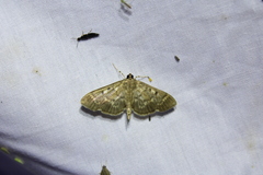 Herpetogramma aeglealis