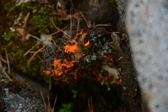 Solorina crocea
