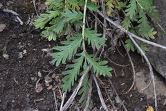 Potentilla pensylvanica