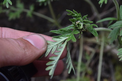 Potentilla pensylvanica