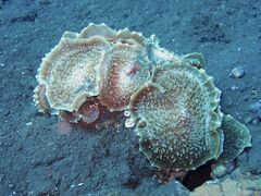 Amplexidiscus fenestrafer