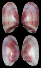 Tellinidae