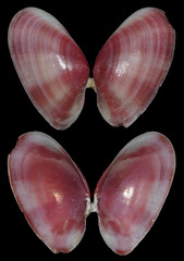 Tellinidae