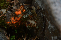 Solorina crocea