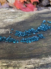 Chlorociboriaceae
