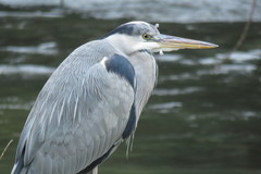 Ardea cinerea