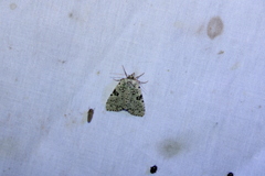 Leuconycta diphteroides