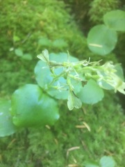 Neottia convallarioides