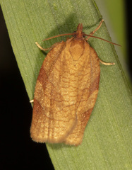 Aphelia alleniana