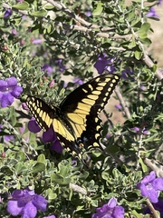 Papilio polyxenes rudkini