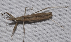 Sastrapada baerensprungi