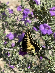 Papilio polyxenes rudkini