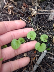 Dichondra carolinensis