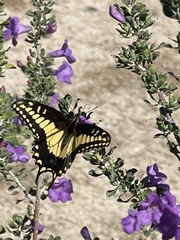 Papilio polyxenes rudkini
