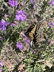 Papilio polyxenes rudkini