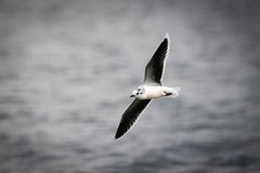 Hydrocoloeus minutus