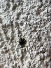 Apolinus lividigaster