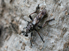 Andrenosomatini