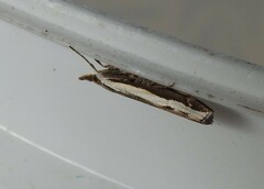 Orocrambus flexuosellus