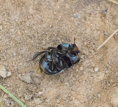 Geotrupes blackburnii