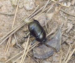 Geotrupes blackburnii