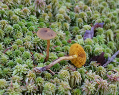 Cortinarius croceus
