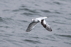 Hydrocoloeus minutus