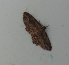 Chloroclystis filata