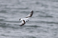 Hydrocoloeus minutus